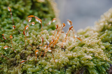 Moss and its flowers with dew drops.