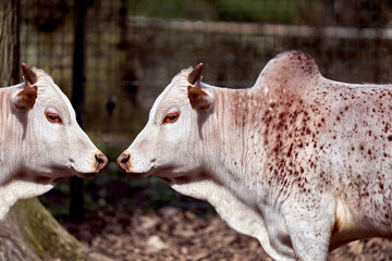 Side view of a white humpback cattle, Bos taurus indicus, with red small spots against dark...