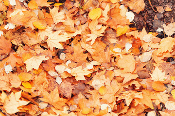 Asian Woman Outdoors In Autumn