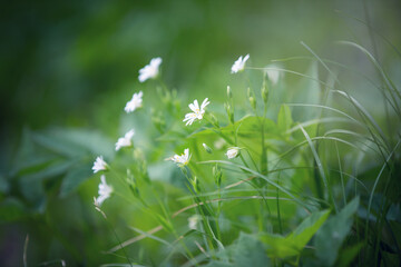 Łąka wiosenna z białymi malutkimi kwiatkami. Polne białe kwiaty