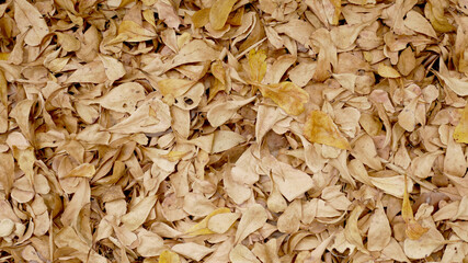 dried brown leaf autumn leaves background