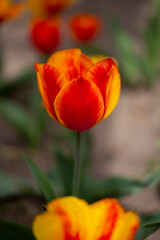 red and yellow tulips