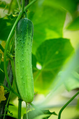 cucumber on the vine