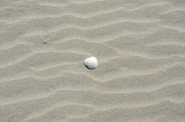 Fototapeta na wymiar 風に吹かれた砂浜に落ちている白い貝殻