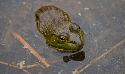 green frog sits in marsh during the days of mating season in early spring