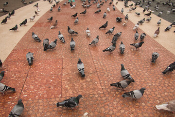 palomas sobre el suelo