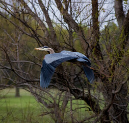 blue heron flying