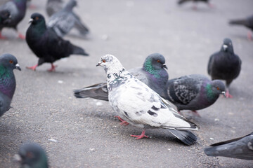 a dove of peace walks across the square
