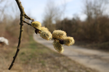 Closeup of blooming pussy willow branches against the sky