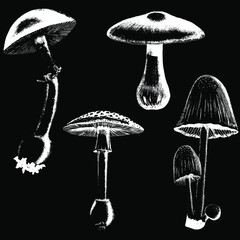 Set of mushrooms black and white vector