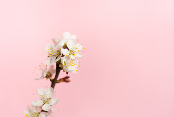 Branch with apricot flowers on a delicate pink background. Small spring flowers with white petals and yellow stamens. Place for your text. Great for postcards for the spring holidays, Easter and Mothe