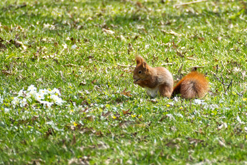Red Squirrel sitting with a nut in a field of grass in Zurich, Switzerland
