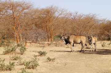 mamifere senegal