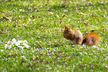 Red Squirrel sitting with a nut in a field of grass in Zurich, Switzerland