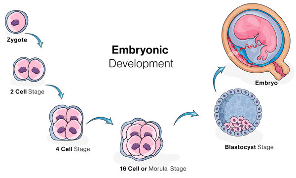 illustration of  embryonic development in Human.