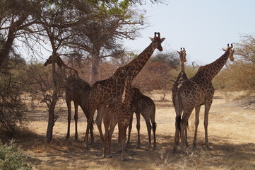 girafe senegal