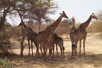 Fototapeta na wymiar girafes senegal