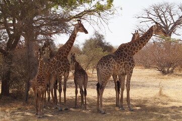 girafes senegal