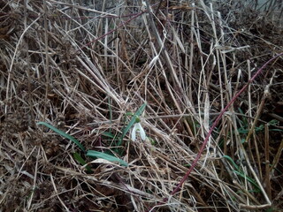 One snowdrop on dry grass.