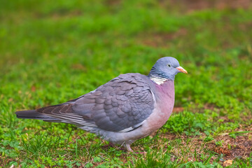 Wood pigeon - Columba palumbus, walking on green grass