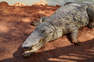 crocodile senegal