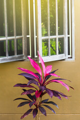 Colourful cordyline fruticosa tree growing near wooden window.