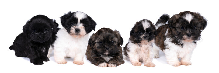 A family of 5 week old shih tzu puppy isolated on a white background