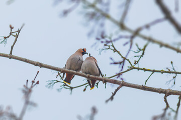 Bird Bohemian Waxwing - Bombycilla garrulus