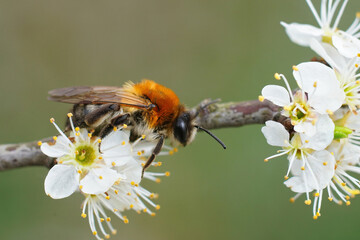 Closeup of a female gray patched mining bee sipping nectar on white flowers of blackthorn