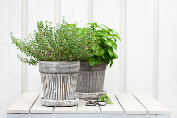 lemon balm (melissa) and thyme herb in flowerpot on balcony, urban container garden concept