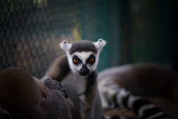 Fototapeta premium Cute wild animal ring-tailed lemur photography.