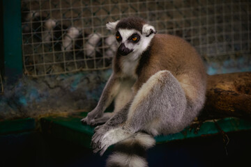 Cute wild animal ring-tailed lemur photography.