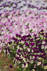 colorful flowers in the garden