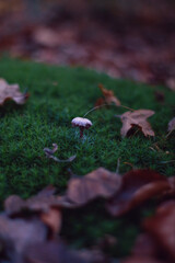 Pilz im Wald