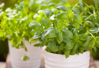 fresh basil parsley mint herbs in garden