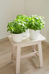 fresh basil and parsley herb in flowerpot