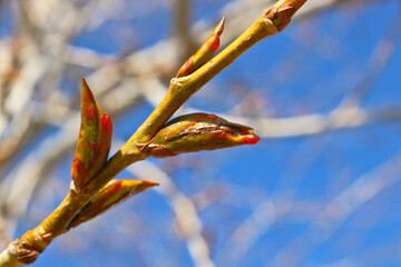 Poplar branches with sticky resinous buds against the blue sky in spring.