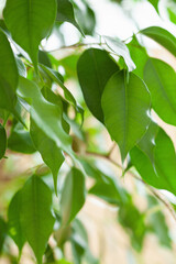 ficus benjamina large green houseplant