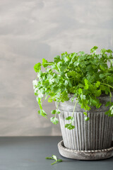 fresh cilantro herb in flowerpot