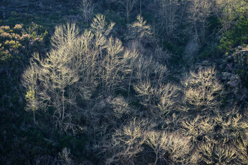 Abstract patterns formed by tree branches covered in bright lichen against dark forest background