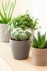 green houseplants cactus succulent aloe vera, gasteria duval, pilea depressa, parodia warasii