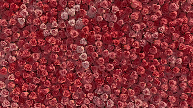 Elegant, Romantic Flower Blooms arranged in the shape of a wall. Colorful, Pink, Roses composed to create a Bright floral background. 3D Render