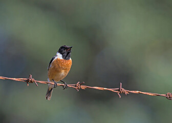 A male Common Stonechat - Saxicola rubicola, Crete