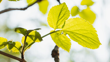 leaves in spring