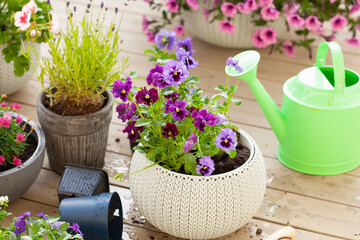 gardening planting pansy, lavender flowers in flowerpot in garden on terrace