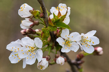 Nahaufnahme von den austreibenden Blüten eines Baumes im Frühling
