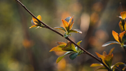 flowers in the forest