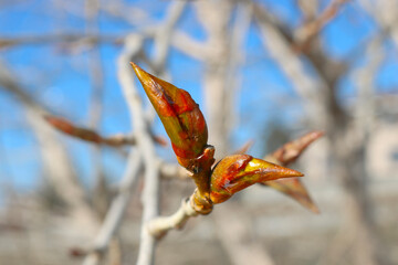 Poplar branches with sticky resinous buds against the blue sky in spring.