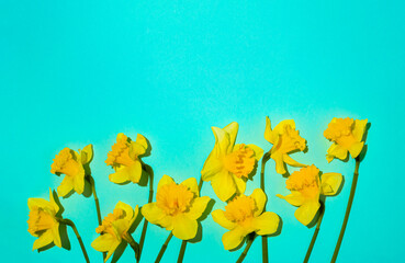 Fototapeta na wymiar Pattern of blooming yellow daffodils on blue background. Minimal spring concept. Flat lay.