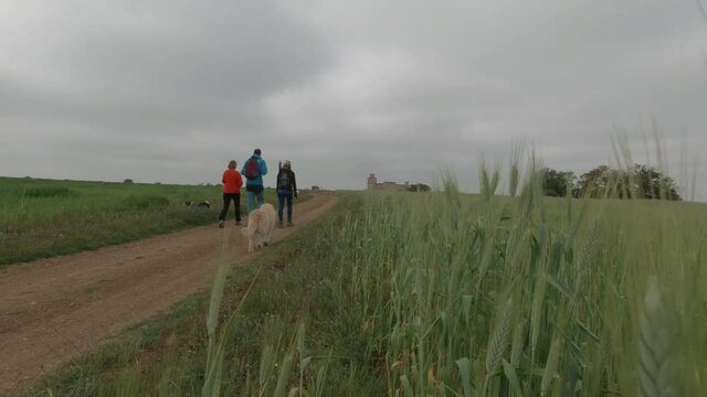 CAMERA MOVEMENT THROUGH SPECTACULAR WHEAT FIELD, UNTIL YOU REACH HIKERS WITH A DOG, IN SPAIN